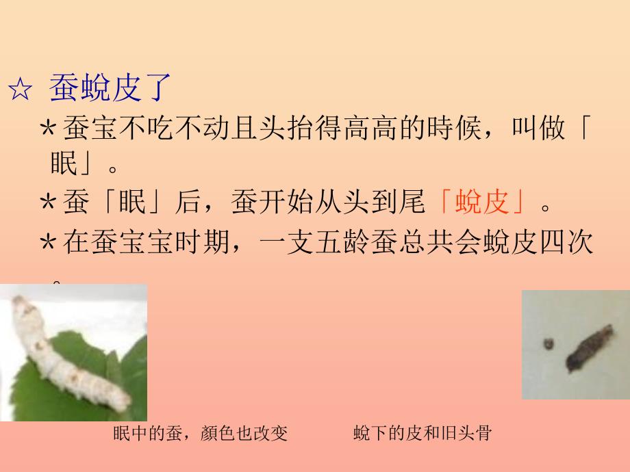 三年级科学下册 动物的生命周期 2 蚕的生长变化课件 教科版.ppt_第2页