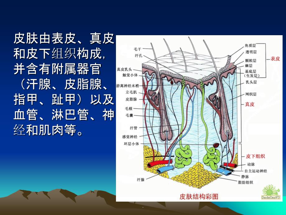 植皮术ppt课件_第4页