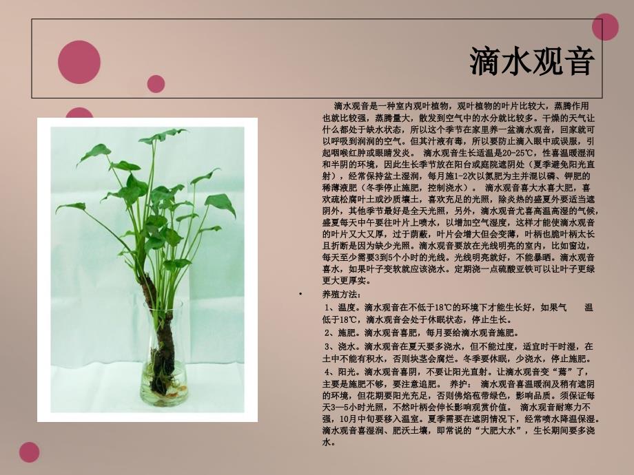 花的养殖方法_第2页