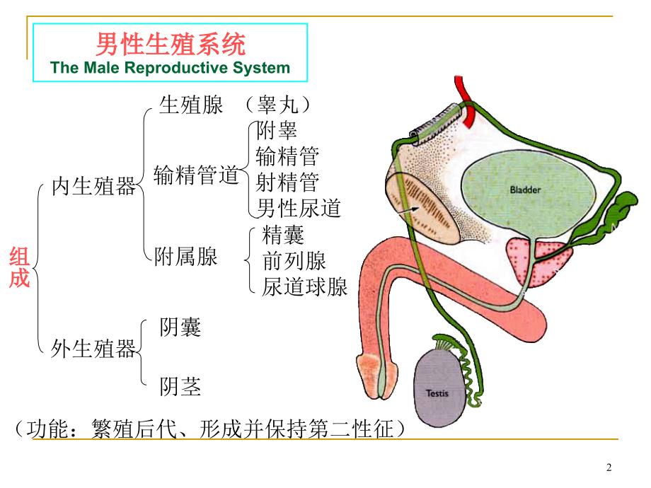 系统解剖学课件：-生殖系统_第2页