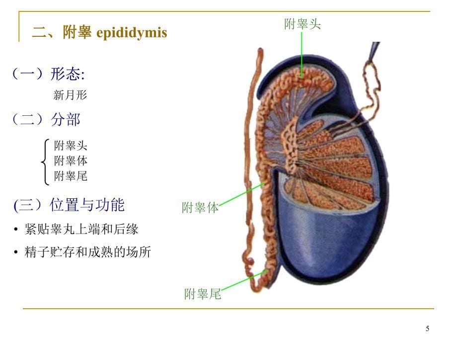 系统解剖学课件：-生殖系统_第5页