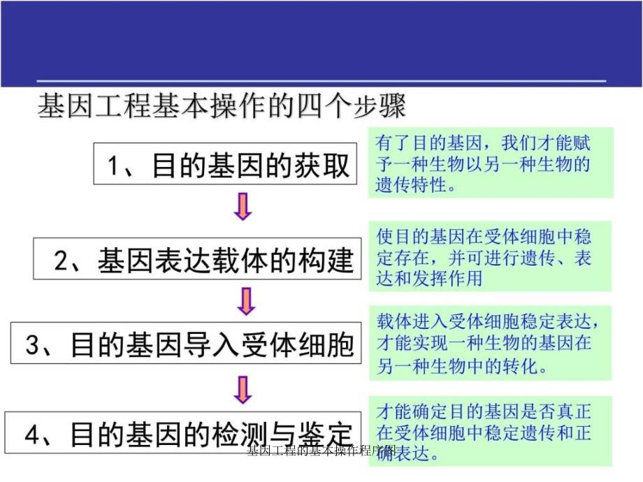 基因工程的基本操作程序图课件_第2页