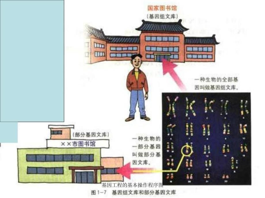 基因工程的基本操作程序图课件_第5页