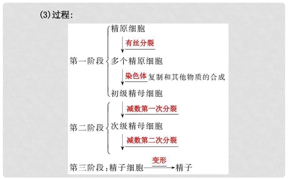 高中生物 专题3 胚胎工程3.1体内受精和早期胚胎发育精讲导学课件 新人教版选修3_第5页