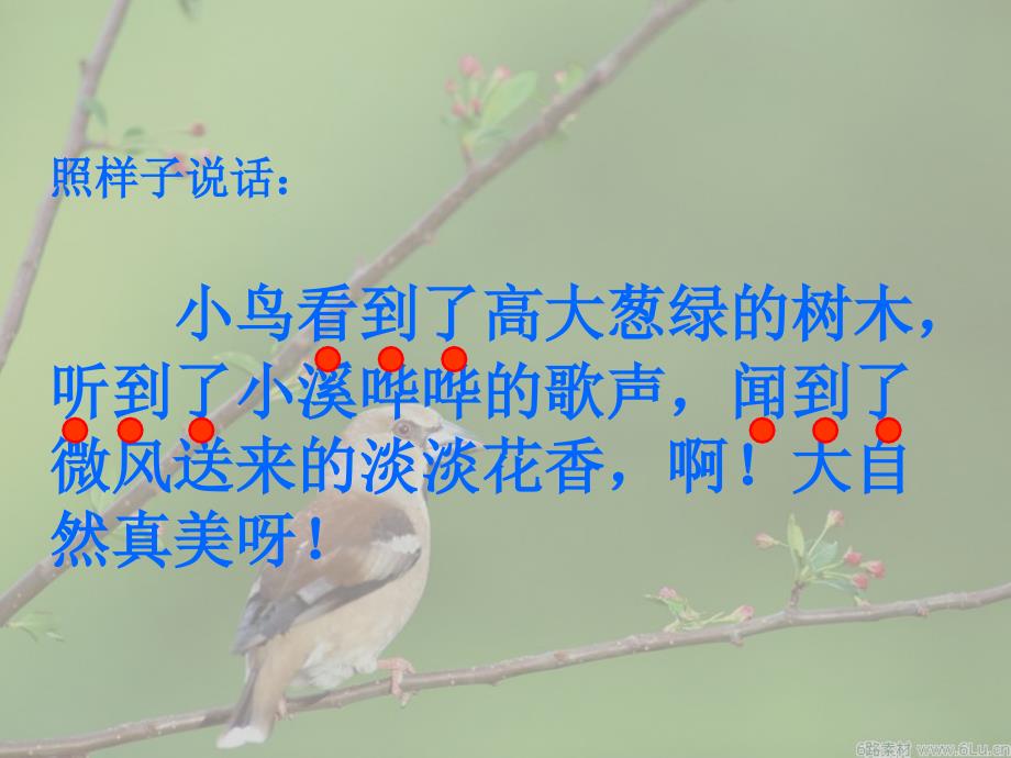 张红梅一只小鸟课件_第4页