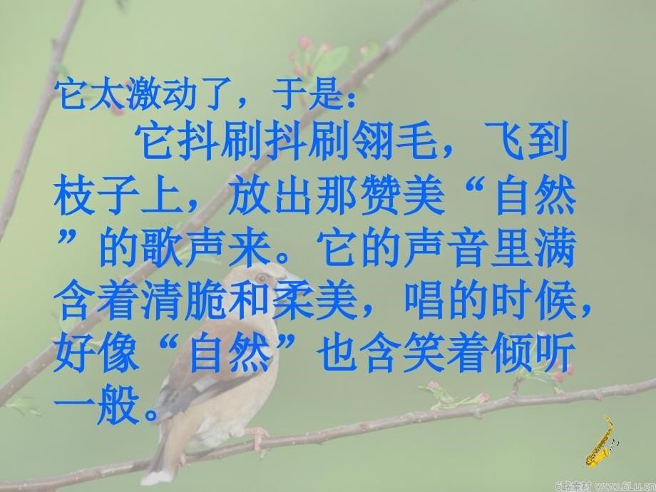 张红梅一只小鸟课件_第5页