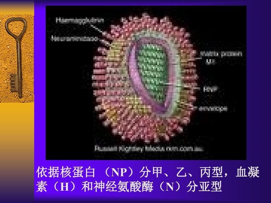 流行感冒influenza_第5页