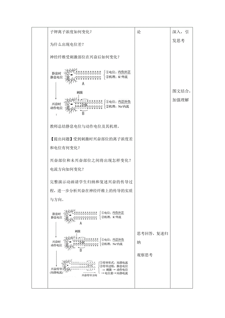 2.3《神经冲动的产生和传导》教案【新教材】人教版高中生物选择性必修一-教案课件-高中生物选择性必修一_第3页