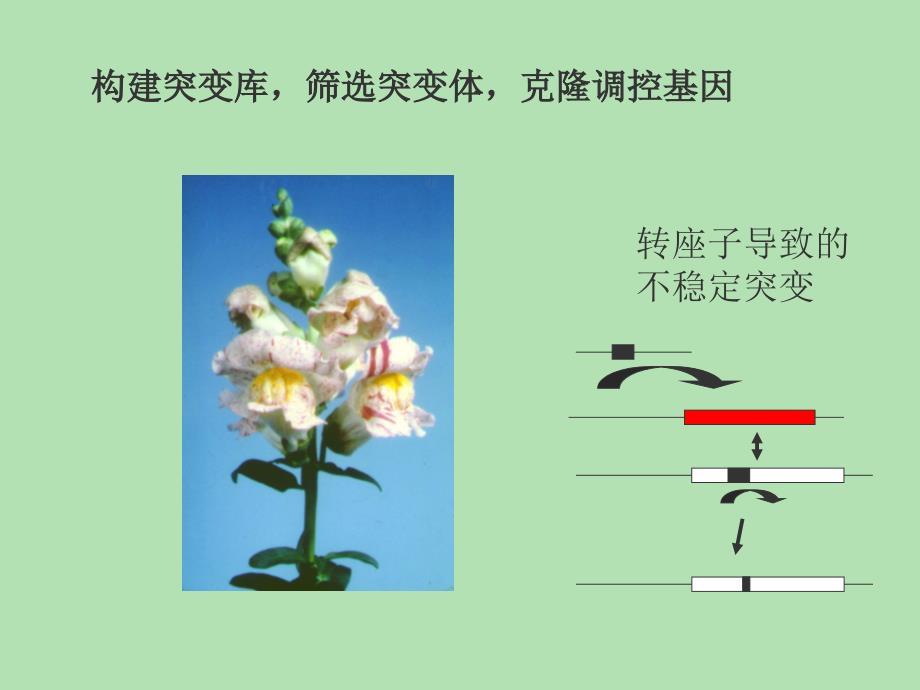 生命科学引论第五讲-植物形态发育和功能基因组学(二)_第3页