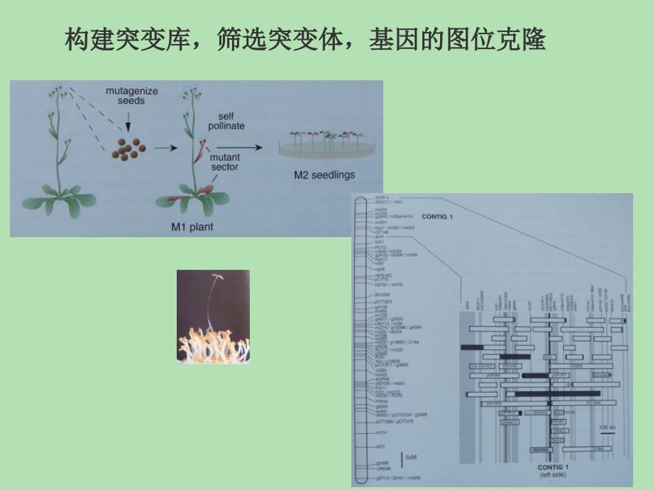 生命科学引论第五讲-植物形态发育和功能基因组学(二)_第4页