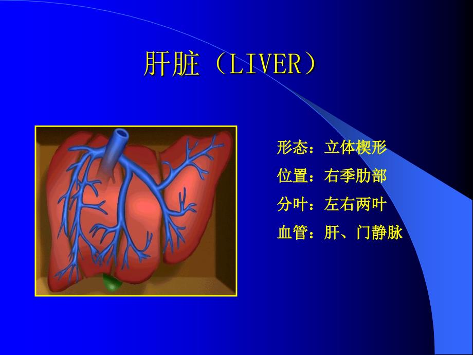 《超声影像诊断学》教学课件-肝、胆道、胰腺的超声诊断_第2页