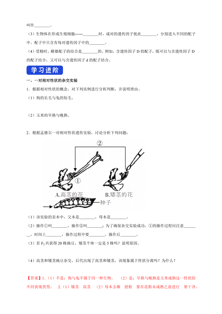 【新教材优质】1.1.1 孟德尔的豌豆杂交实验（一） 导学案（2）-人教版高中生物必修2遗传与进化-教案课件-高中生物必修二_第2页