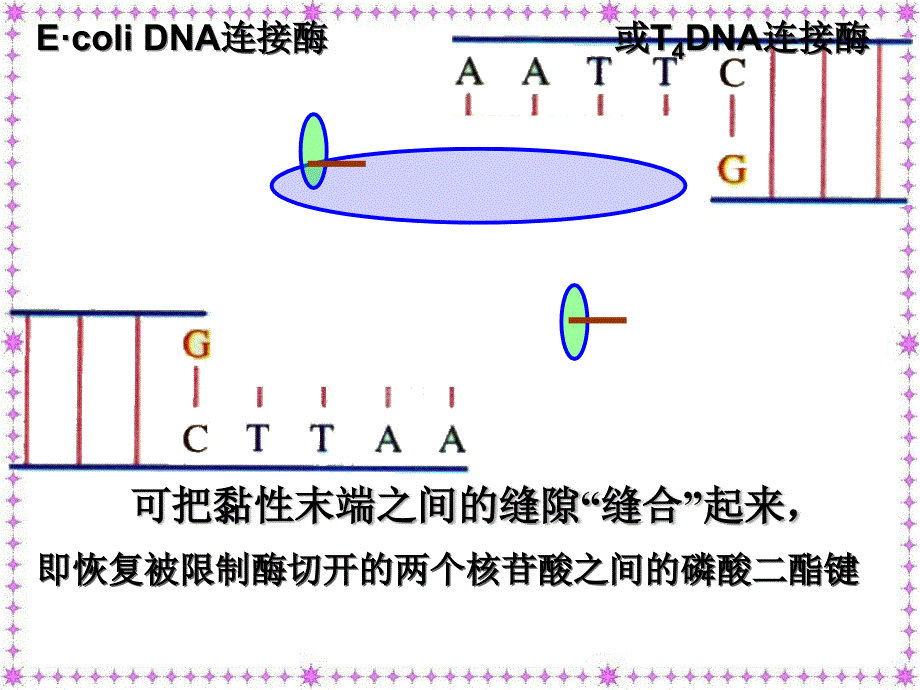 生物基因工程基本操作程序使用_第3页