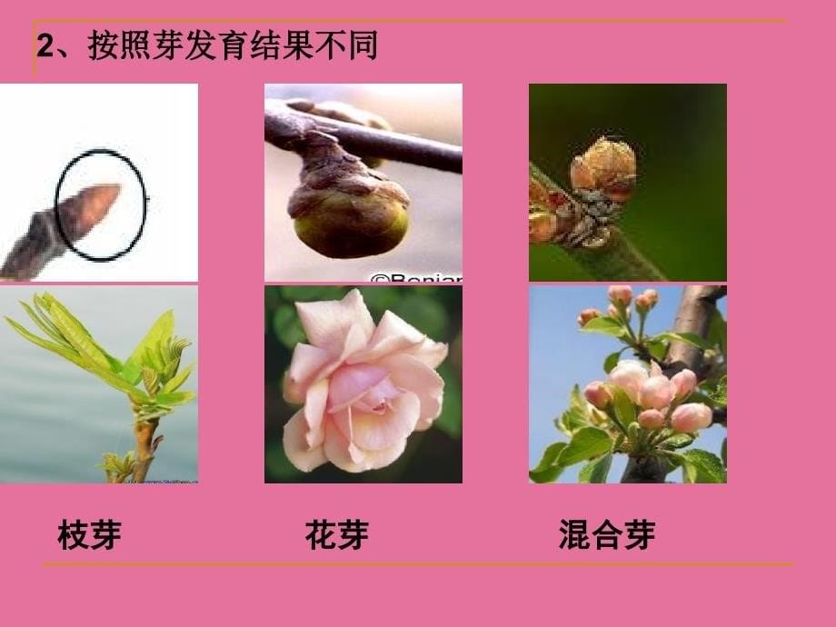 芽的类型和发育ppt课件_第5页