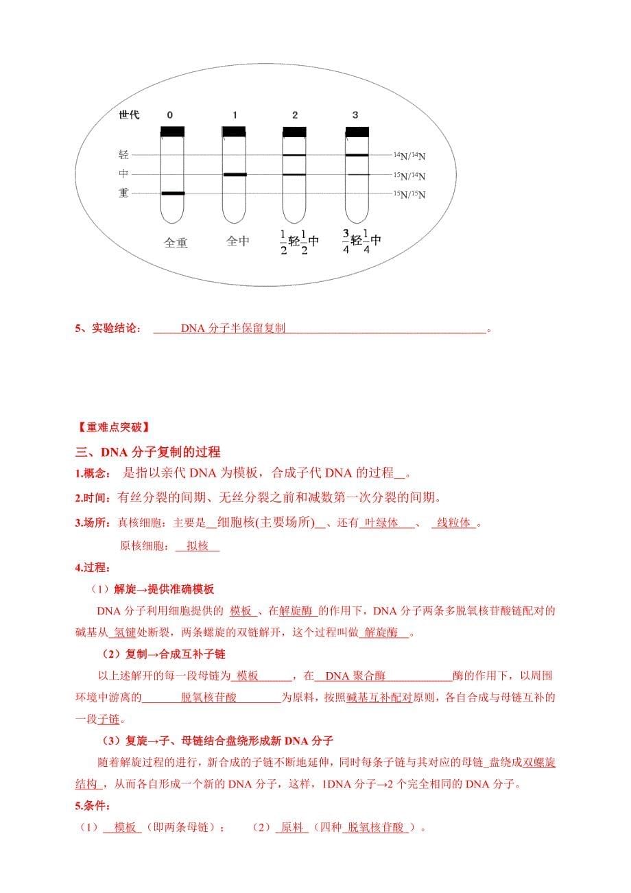 【新教材优质】3.3 DNA的复制 导学案（1）-人教版高中生物必修2遗传与进化-教案课件-高中生物必修二_第5页