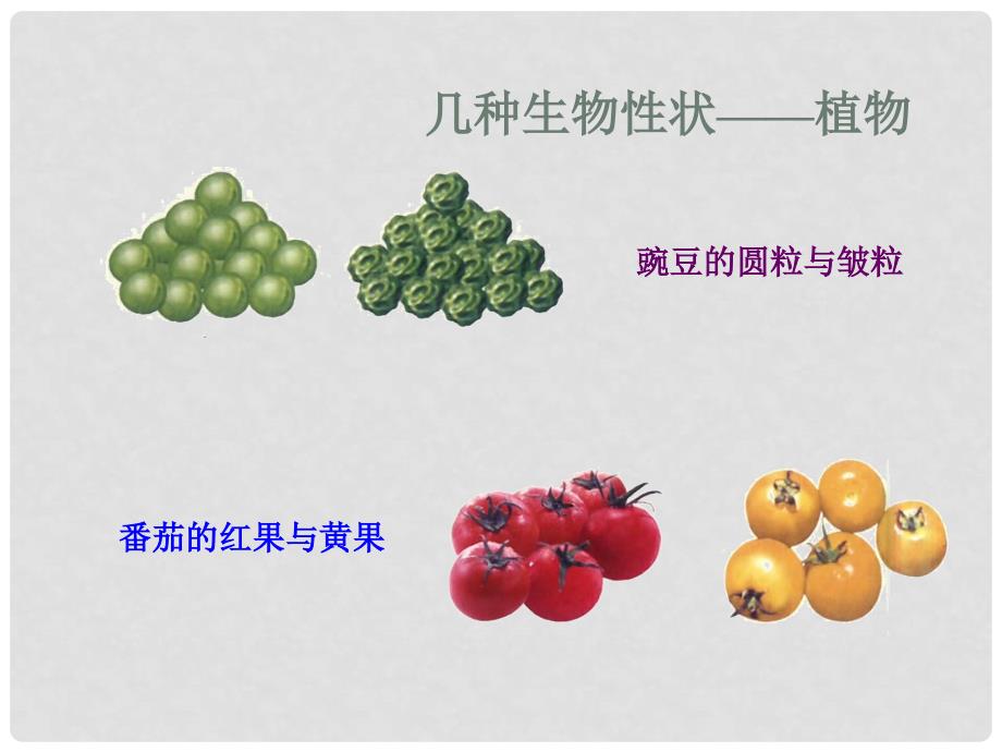 甘肃省瓜州县第二中学八年级生物下册 22.1 DNA是主要的遗传物质课件 （新版）苏教版_第4页