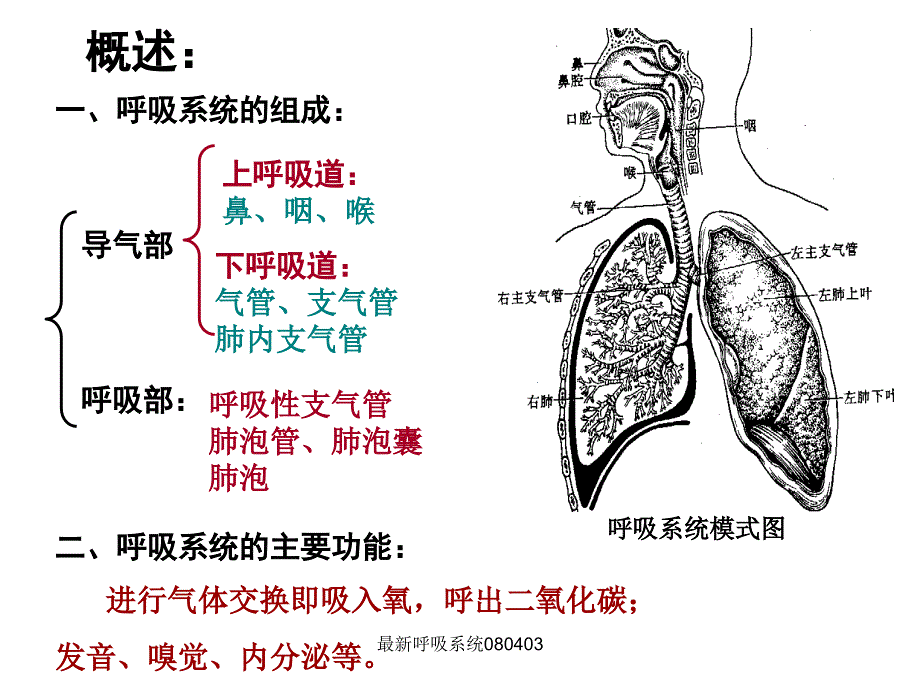 呼吸系统优质课件_第2页