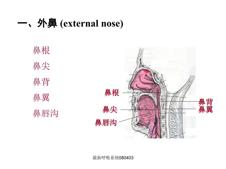 呼吸系统优质课件_第4页