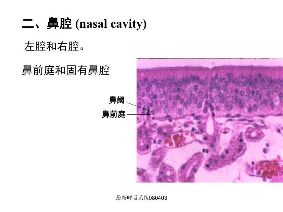 呼吸系统优质课件_第5页