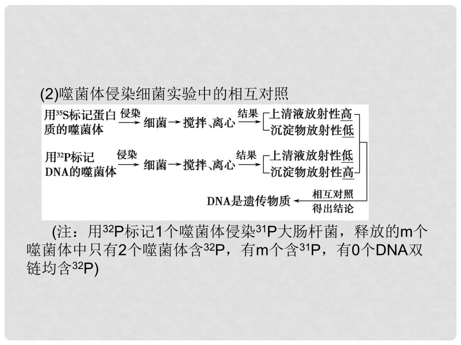 高考生物二轮复习 第三单元 遗传、变异与进化 专题一 遗传的分子基础课件_第4页