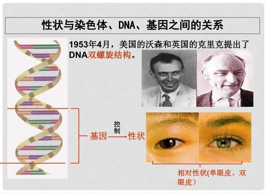 四川省江油市明镜中学八年级生物 《生物的遗传变异》课件_第5页