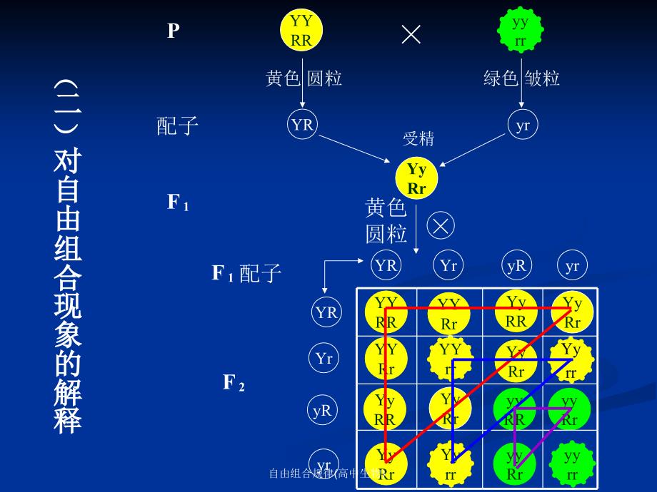 自由组合规律(高中生物)课件_第4页