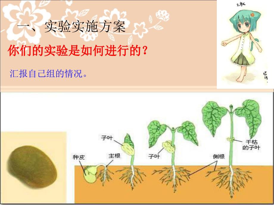 种子发芽实验二课件_第4页