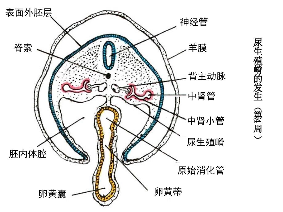 25泌尿系统和生殖系统的发生_第4页