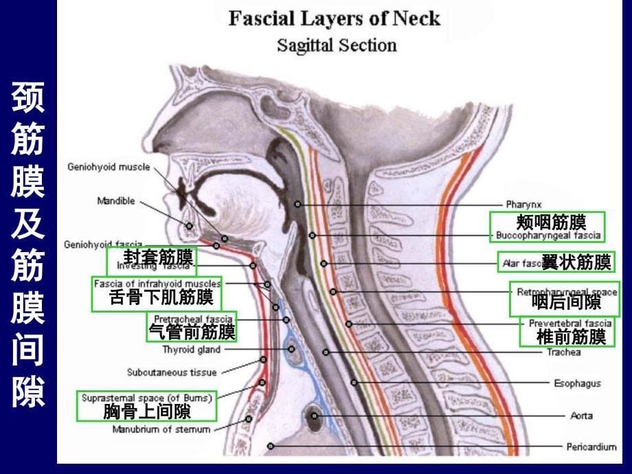 人体断层解剖学颈部和喉的断层解剖课件_第5页