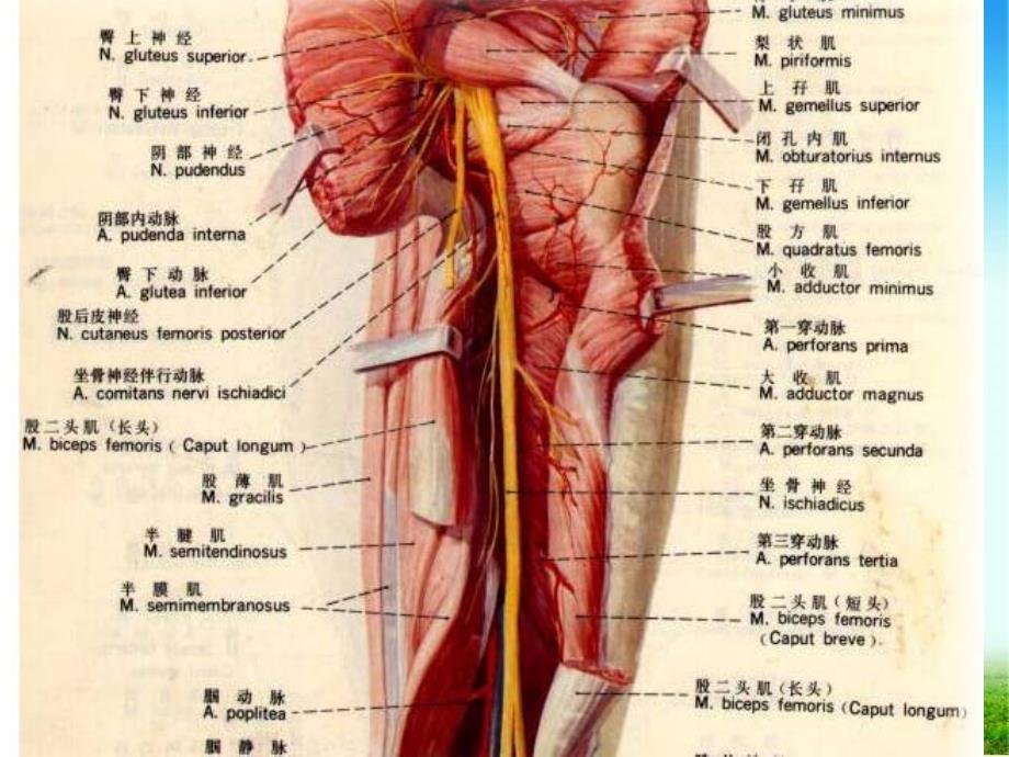 梨状肌综合征53895_第3页