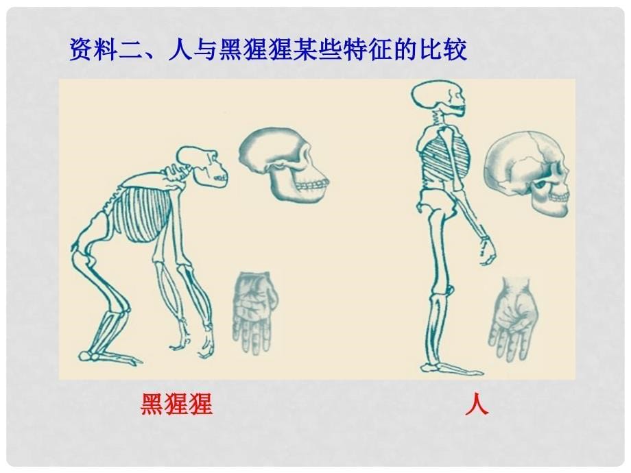 山东省惠民县八年级生物下册 5.2.1《人类的起源》课件 （新版）济南版_第5页