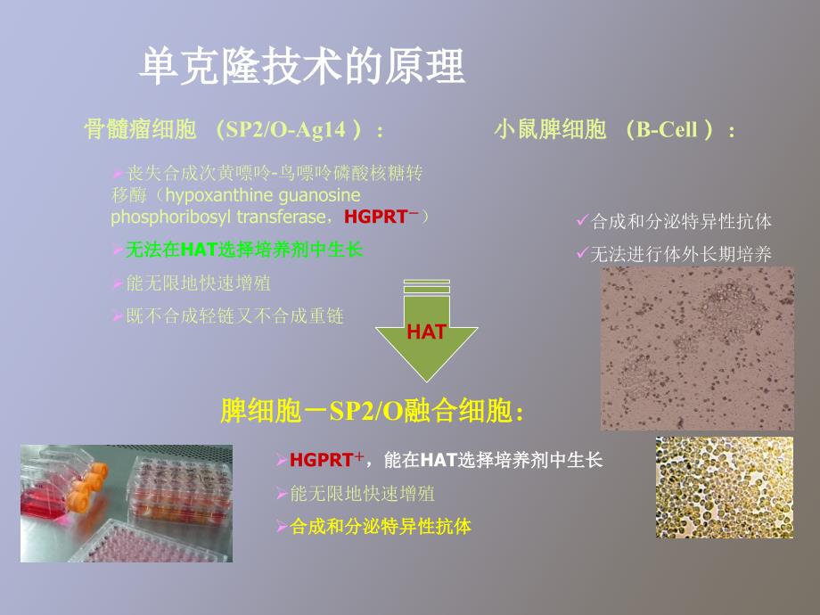 克隆抗体技术及其应用_第4页