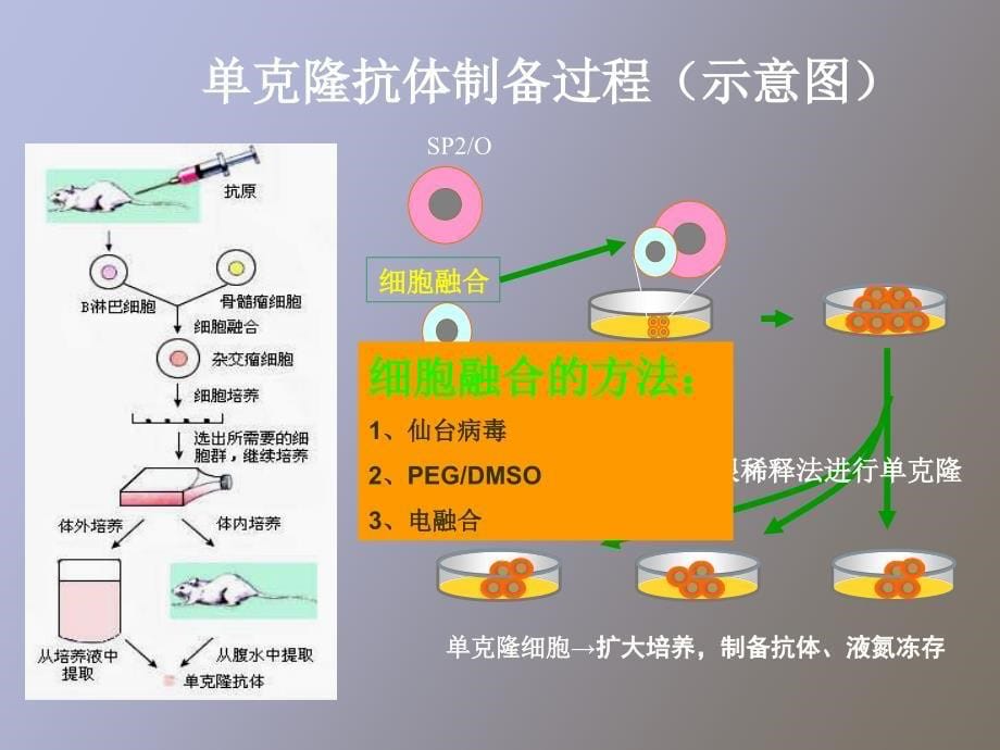 克隆抗体技术及其应用_第5页