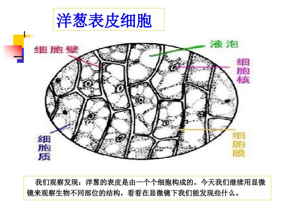 六下一6用显微镜观察身边的生命世界(二)陈耀华_第2页