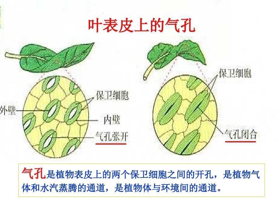 六下一6用显微镜观察身边的生命世界(二)陈耀华_第5页