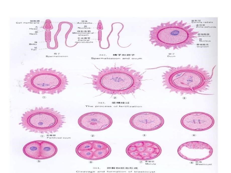 05动物胚胎移植技术及体外受精_第5页
