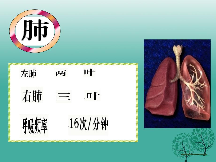 七年级生物下册 4_3_2 发生在肺内的气体交换课件 （新版）新人教版.ppt_第2页