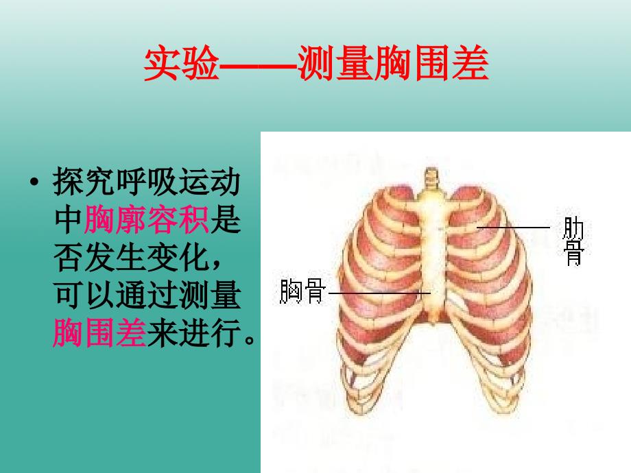 七年级生物下册 4_3_2 发生在肺内的气体交换课件 （新版）新人教版.ppt_第4页