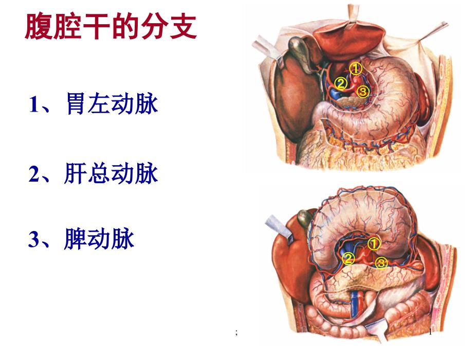 腹腔干的分支ppt课件_第1页