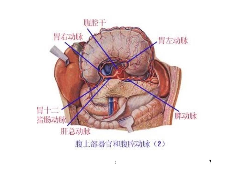 腹腔干的分支ppt课件_第3页