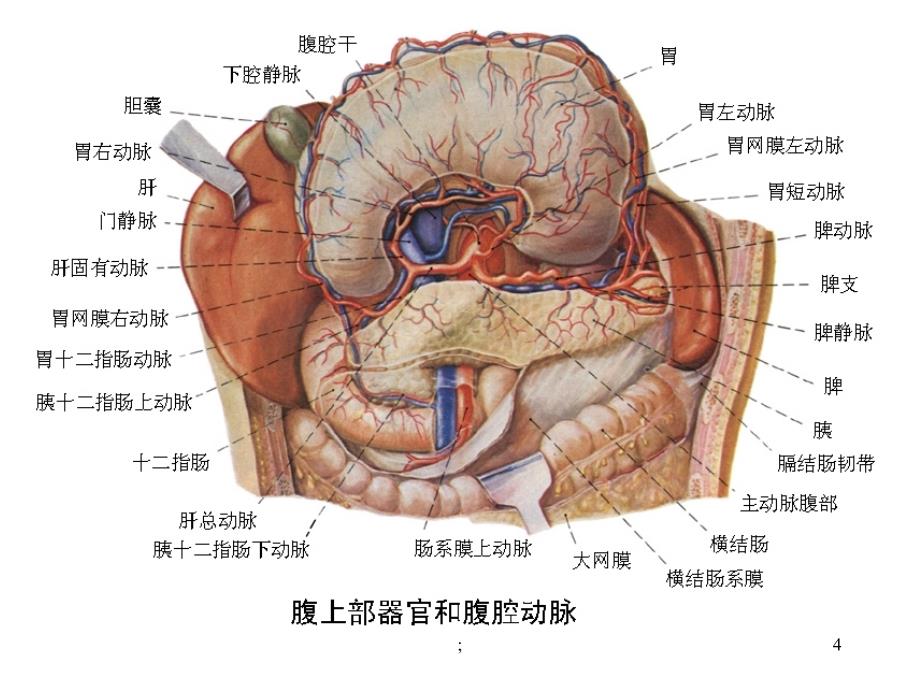 腹腔干的分支ppt课件_第4页