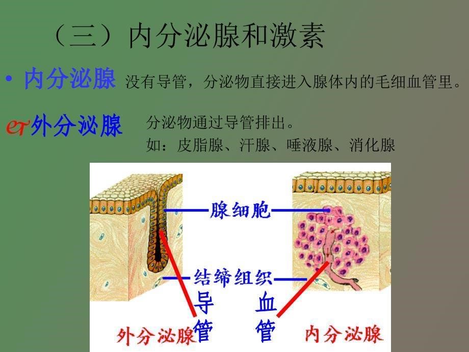 关于动物体的生命活动调节_第5页