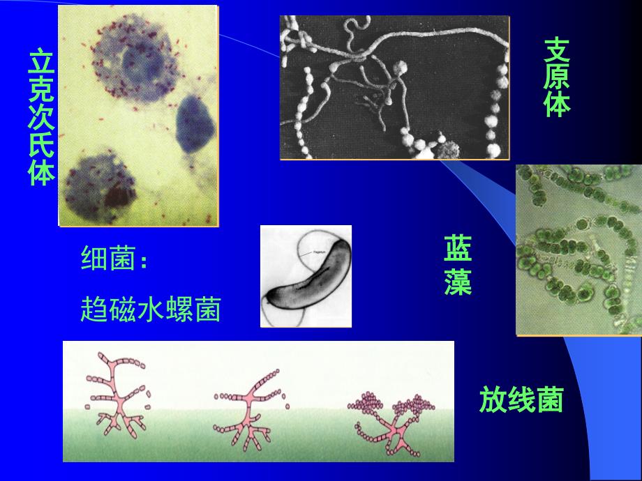 丰富多采的生物世界.ppt_第4页