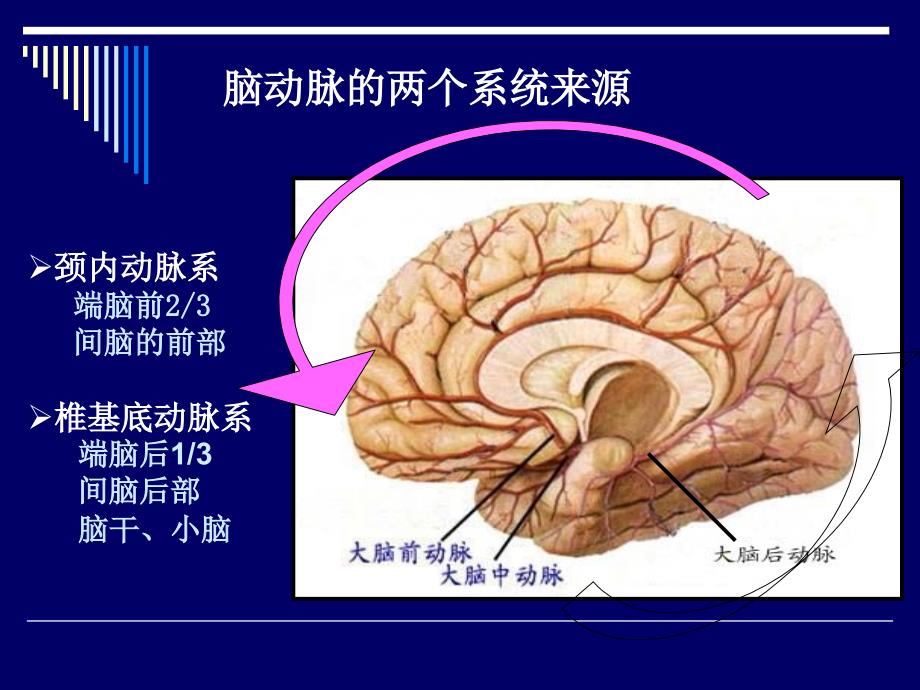 脑动脉的解剖_第3页