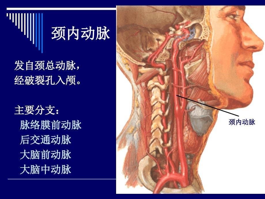 脑动脉的解剖_第5页