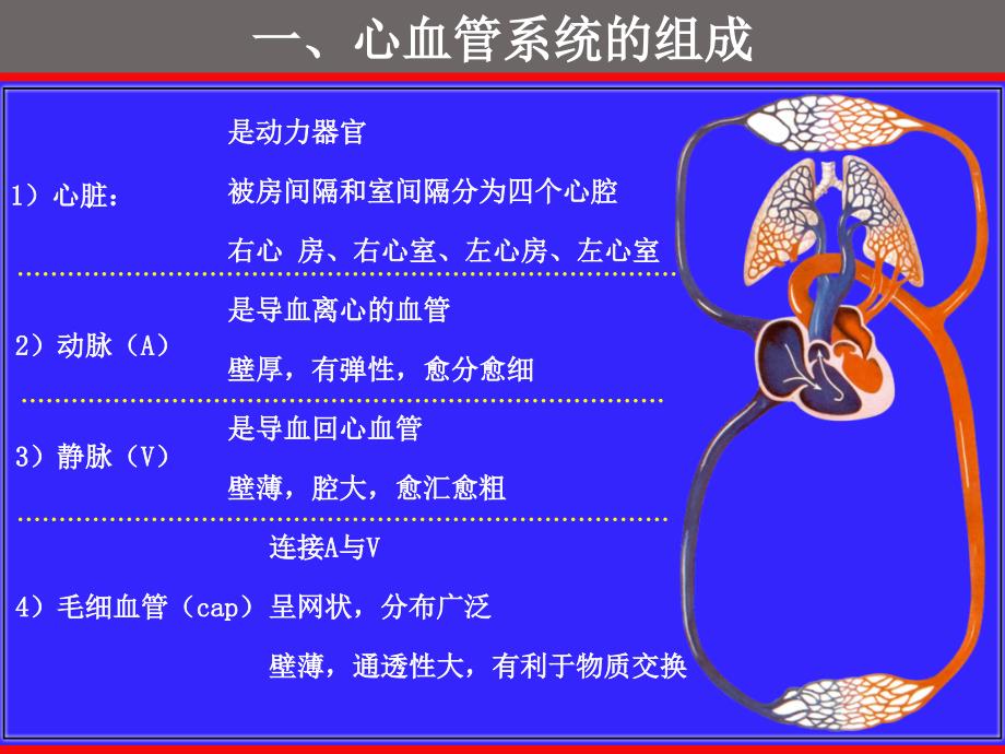 人体解剖学课件：脉管系统—心_第3页