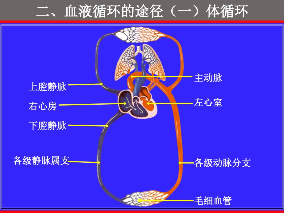 人体解剖学课件：脉管系统—心_第4页