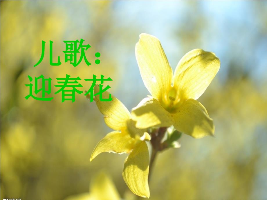 小班儿歌迎花课件_第1页