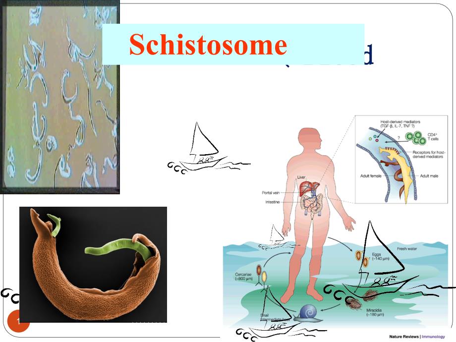 医学寄生虫学课件：4schistosome_第1页