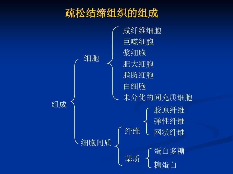 固有结缔组织_第5页